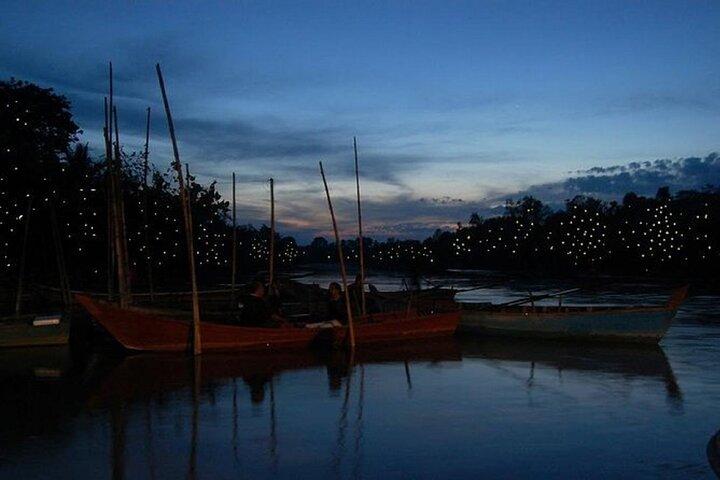 PrivateTour Kuala Selangor Firefly Blinkings & Silver Leaf Monkey