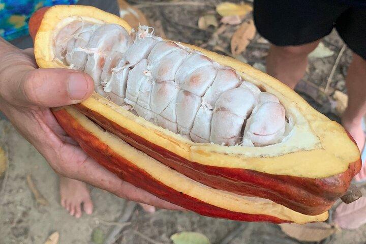 Tour 'Paso del Mango' chocolate & waterfalls