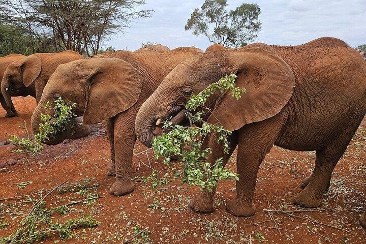 Nairobi National Park & Elephant Orphanage Day Tour with Fees