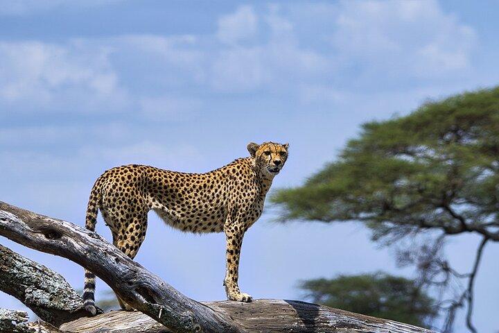 6 Days Luxury Migration Safari-Northern Tanzania