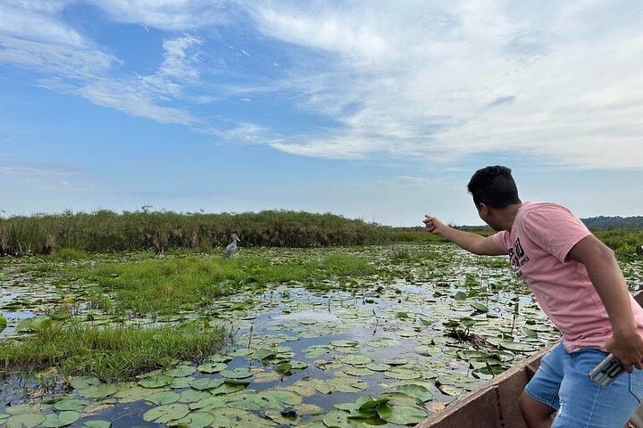 1/2 Mabamba Swamp Shoebill Tour