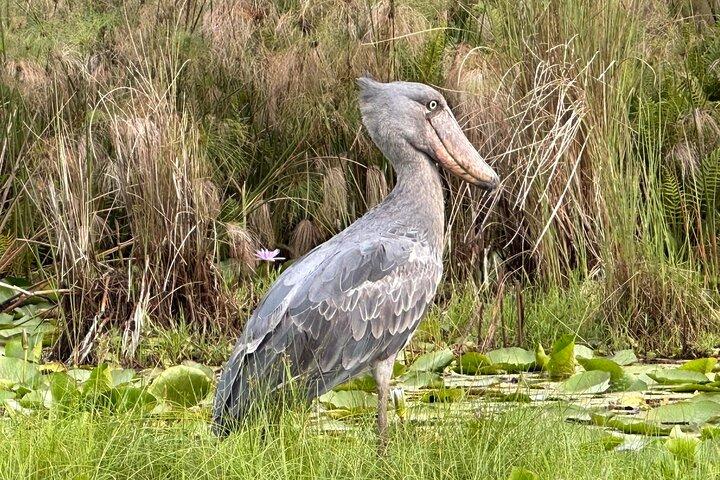 1/2 Mabamba Swamp Shoebill Tour