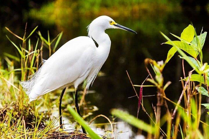 Private Everglades Tour: Explore the Beauty of the Everglades