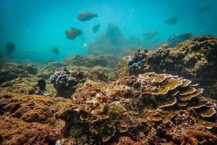 Fun Dives For Certified Divers