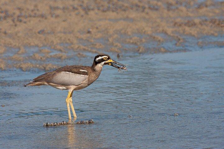 Full Day Birdlife Tour in Bribie Island