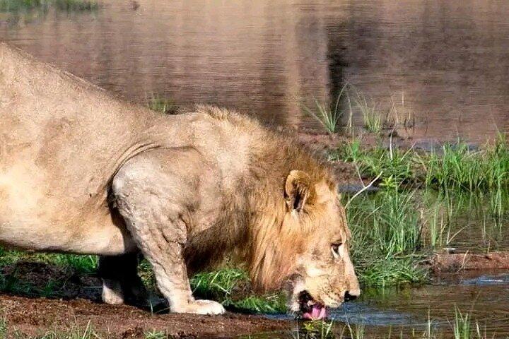 Day Trip Safari to Selous game reserve from Zanzibar