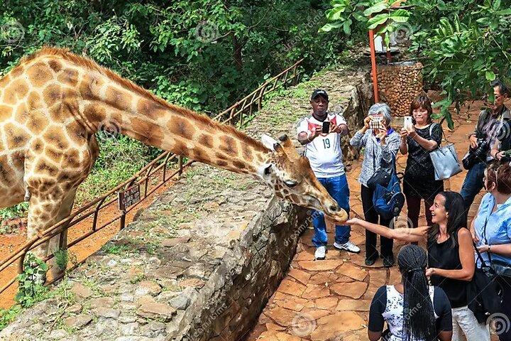 Giraffe Centre and Bomas of Kenya Full-Day Tour from Nairobi