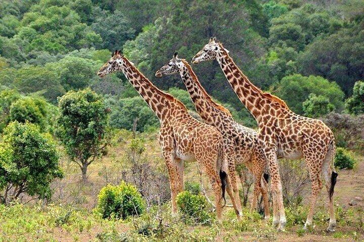 Giraffe Center And Beads Factory Day Tour From Nairobi