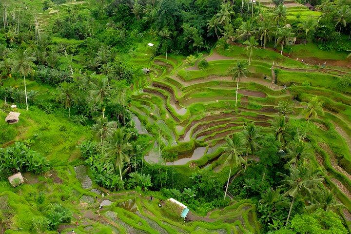Ubud Village, Waterfall and Kintamani Volcano Tour