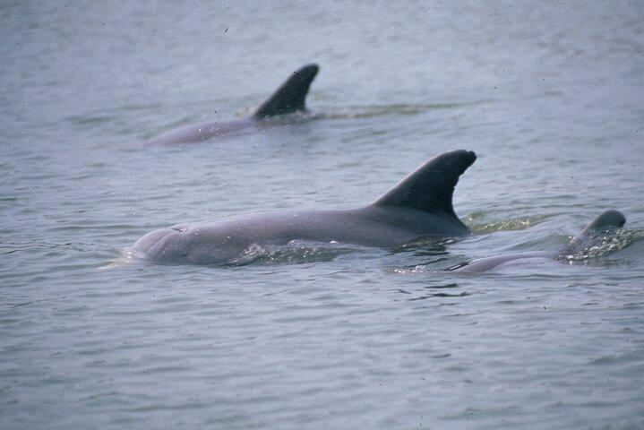 Dolphin and Manatee Clear Kayak or Paddleboard Tour