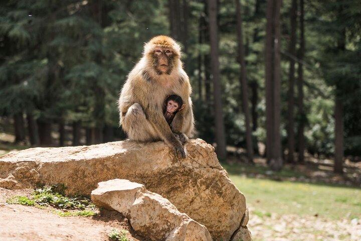 Middle Atlas Mountains, Cedar Forest and Azrou Day Trip from Fez