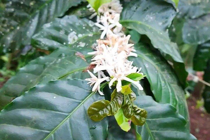 Cultural: Coffee & Chocolate Tour + Wildlife Watching