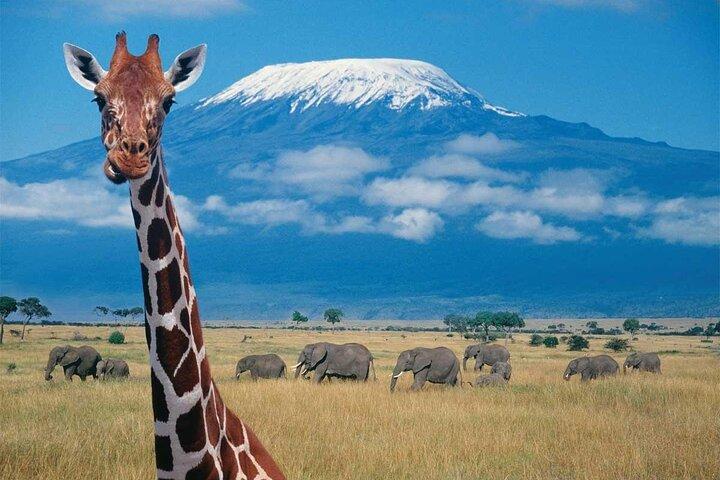 7 Days Big Five Safari Amboseli , Lake Nakuru and Masai Mara