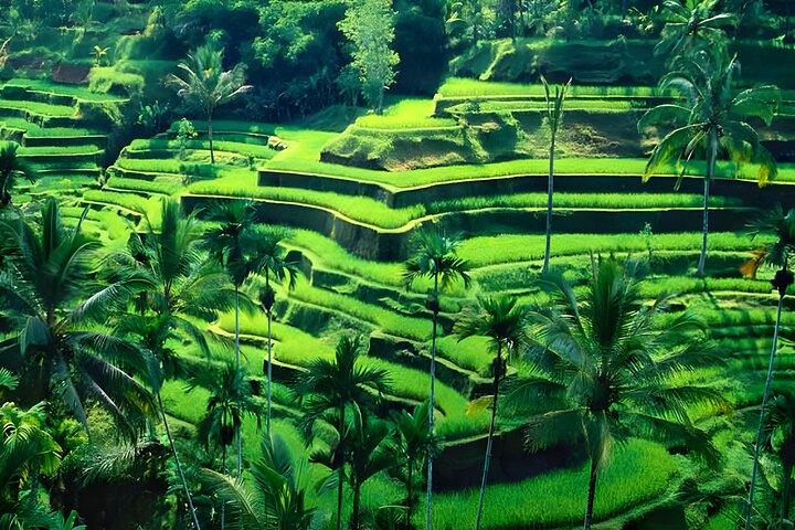 Private Half-Day Tour: The Best Ubud Half Day Trip Packages
