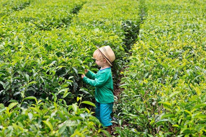 Tea Experience in the Exotic South of Mauritius Private tour.
