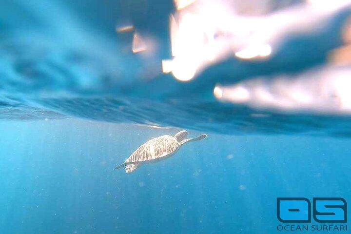 Afternoon Snorkel, Pizza & Sunset Tour departing from St. Thomas & St. John
