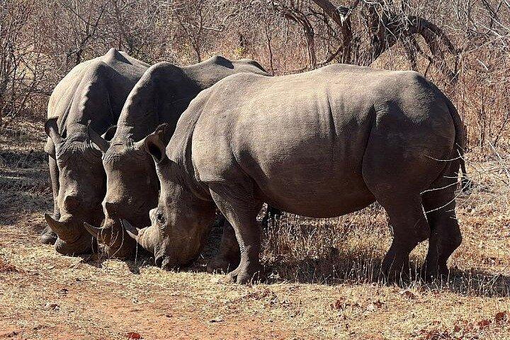 Rhino walking Safari