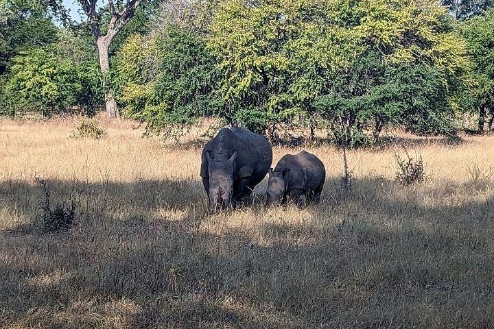 Rhino walking Safari