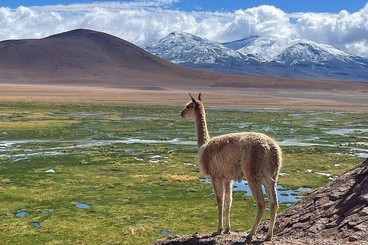 4 Tour in 2 Days, in San Pedro de Atacama