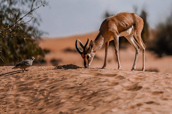 Dubai Red Dunes Safari: Dune Bashing, Camel Ride & Breakfast