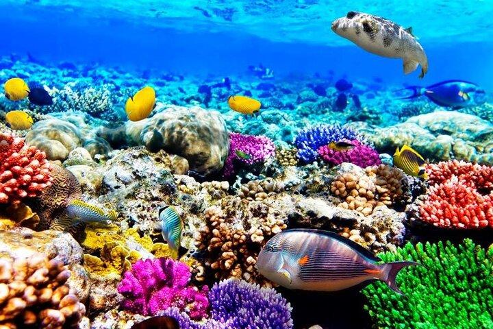 Mnemba Dolphin Tour, Clear Kayak, Cooking Class, Horse Riding