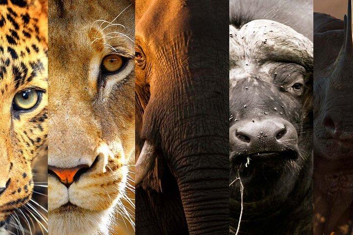 3 Days Big Five Unforgetable Tanzania Safari