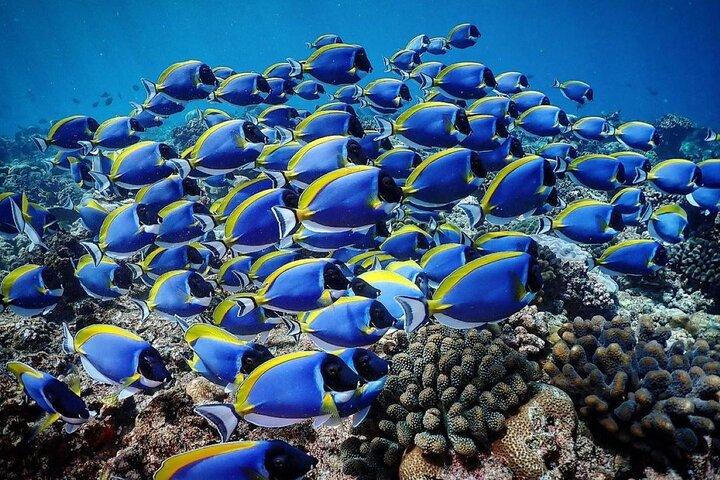 Mnemba Dolphin Tour, Cooking Class, Spice Tour, Horseback Riding