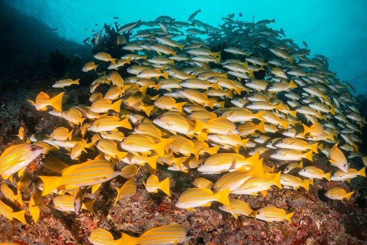 Mnemba Dolphin Tour, Jozani Forest, The Rock, Prison Island Tour