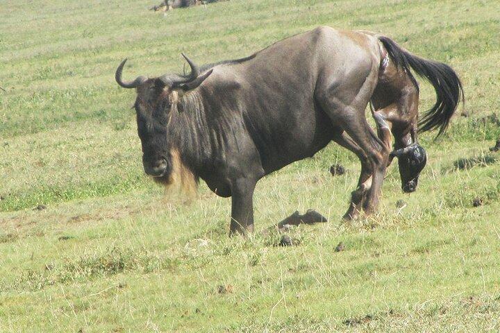 9 Days Private Serengeti Wildebeest Migration Safari