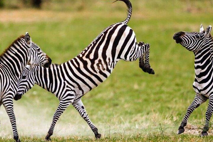 9 Days Private Serengeti Wildebeest Migration Safari