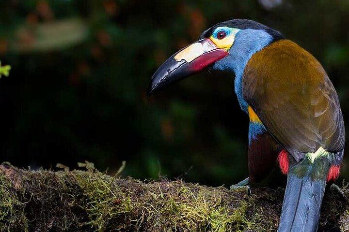 Mindo Cloud Forest Private Tour: Birds, Chocolate, Nature