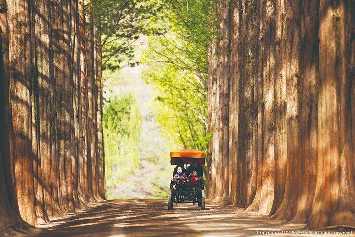 Special Private Tour Nami Island, Rail Bike, Petite France