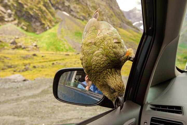 Christchurch to Arthur's Pass Tours + TranzAlpine Train & Lunch