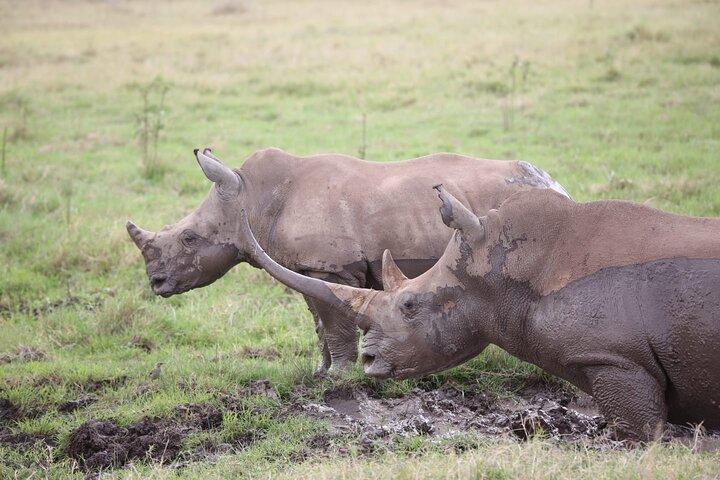 Nairobi National Park and Giraffe Centre Guided Safari Tour