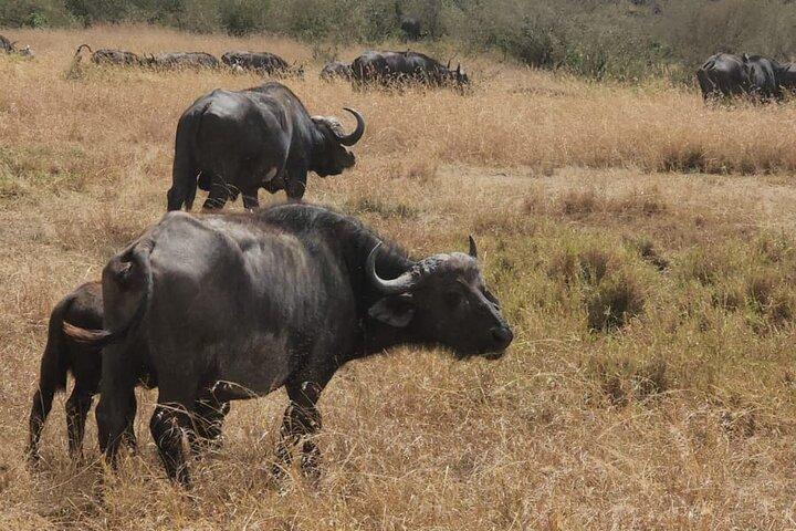 Nairobi National Park and Giraffe Centre Guided Safari Tour
