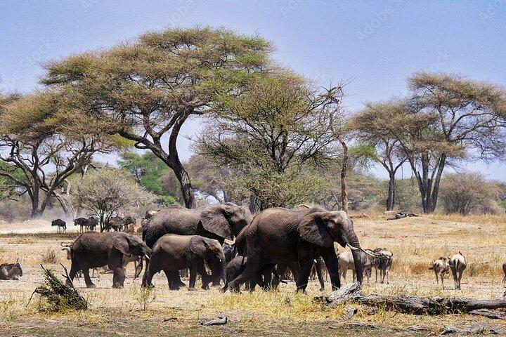 Tarangire National Park and Ngorongoro Crater 2-Day Private Tour