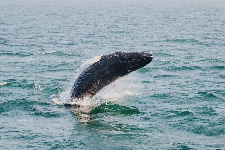 Combo: Whale Watching, Shopping and Beach Time