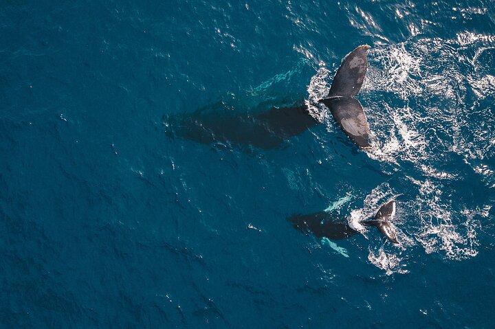 Combo: Whale Watching, Shopping and Beach Time