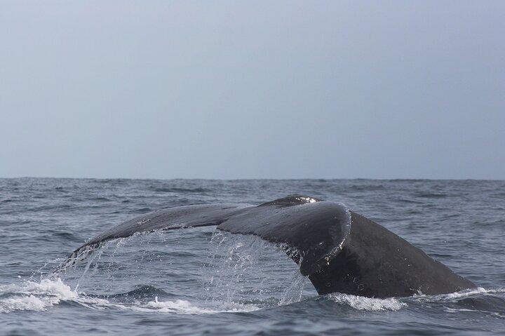 Combo: Whale Watching, Shopping and Beach Time