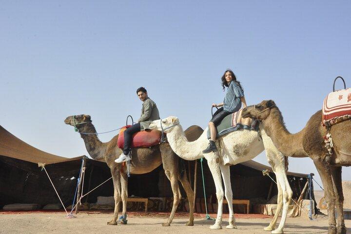 Marrakech: Camel ride in the palm grove