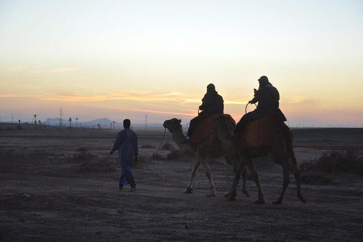 Marrakech: Camel ride in the palm grove