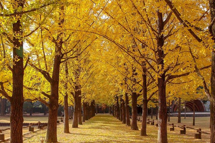 (Private tour) Nami Island + Railbike + Garden of morning calm