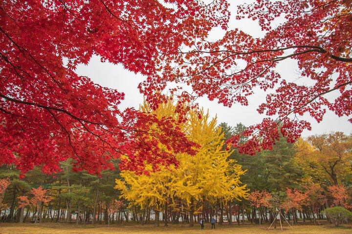 (Private tour) Nami Island + Railbike + Garden of morning calm