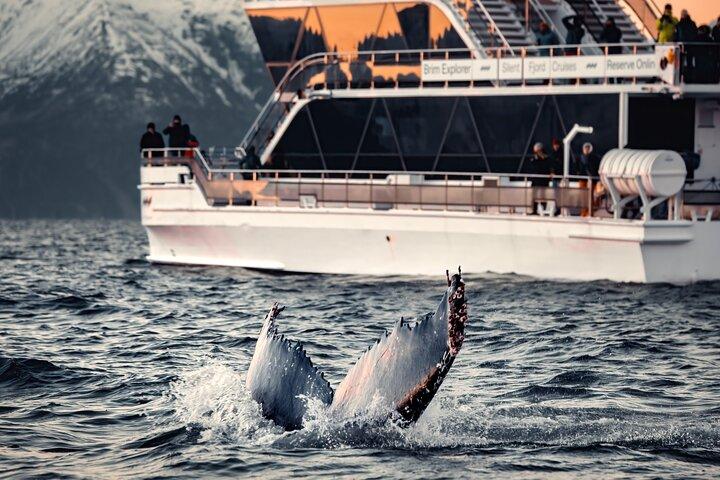 Silent Whale Watching by Hybrid-Electric Boat from Tromsø