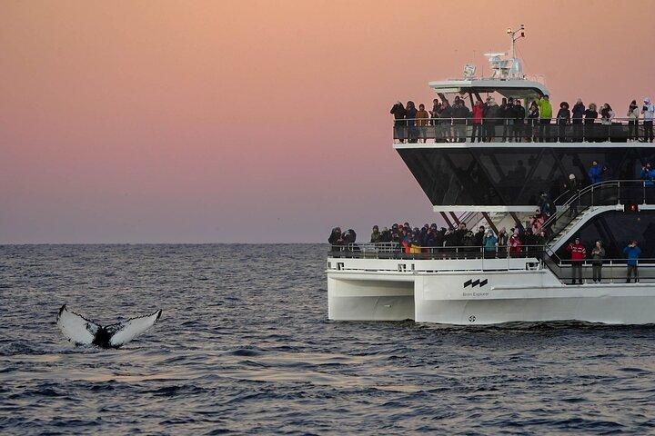 Silent Whale Watching by Hybrid-Electric Boat from Tromsø