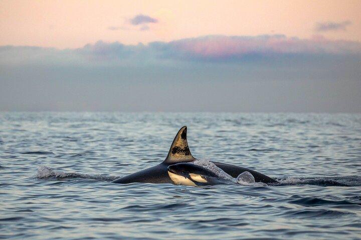 Silent Whale Watching by Hybrid-Electric Boat from Tromsø
