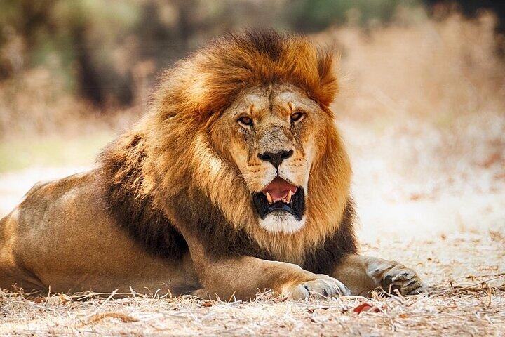 Nairobi National Park 6 am Group-Joining Game Drive