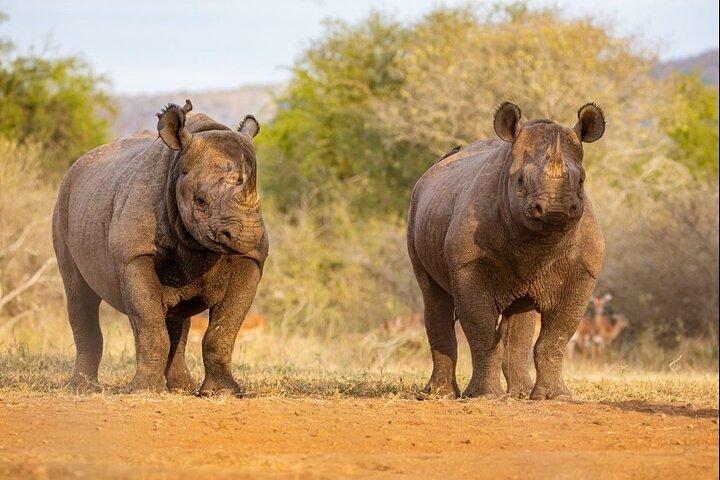 7 Days Rhino Ngorongoro Crater Safari Tour