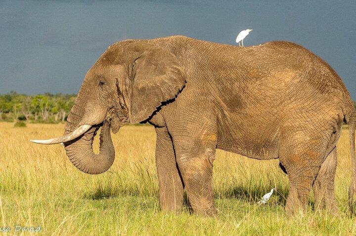 3-Day Masai Mara Big Five Safari