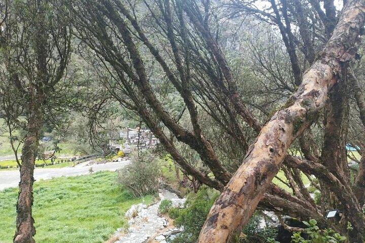 Private Day Tour in Cuenca and Cajas